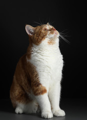 red male cat, walking towards camera, isolated in black