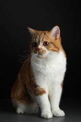 red male cat, walking towards camera, isolated in black