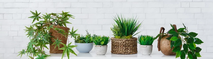Foto op Plexiglas Collectie kamerplanten in potten over witte muur © Prostock-studio