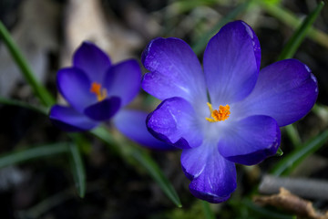 Beautiful first spring flowers crocuses in blossom