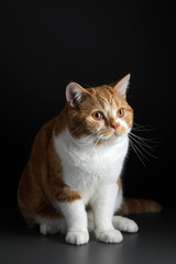 Funny Portrait of Happy Smiling Ginger Cat Gazing with opened Mouth and big eyes on Isolated Black Background