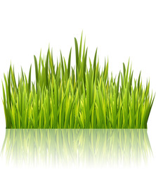 Green grass border isolated on white glossy background. High fresh grass decoration element. Vector illustration