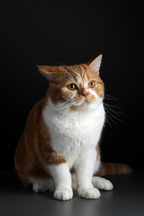 Funny Portrait of Happy Smiling Ginger Cat Gazing with opened Mouth and big eyes on Isolated Black Background