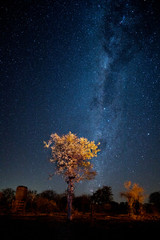 Milky way with tree in South Africa 