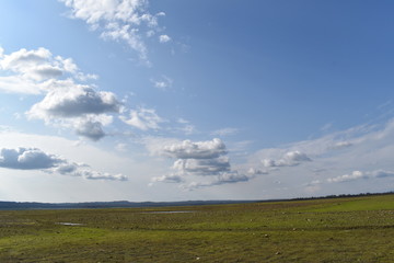 Pong Dam Lake Wildlife Sanctuary Himachal Pradesh 