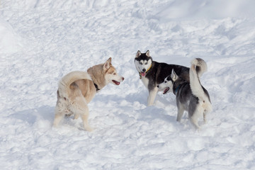 Two black and white siberian husky and sable siberian husky are playing on a white snow. Pet...