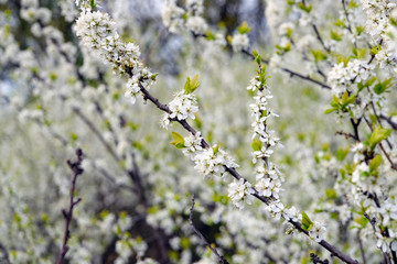blooming bird cherry