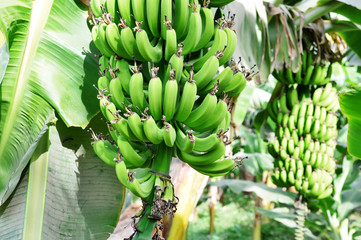 green banana branch at plant. close up
