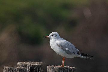 Ritratto di piccolo gabbiano in posa