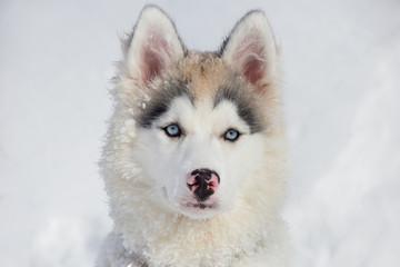 Cute siberian husky puppy with blue eyes. Two month old. Pet animals.