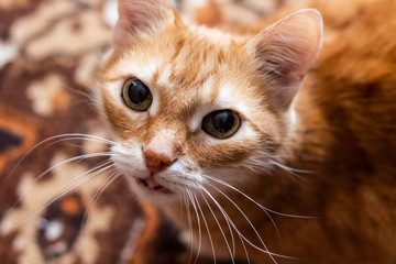 Red cat looks into the camera. Pictures of cats, cat eyes, cat eyes, cute cat, cat drawings, cat...