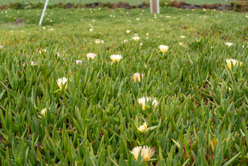 Field in Arroyo Grande