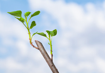 Fresh green sprouts on tree branch