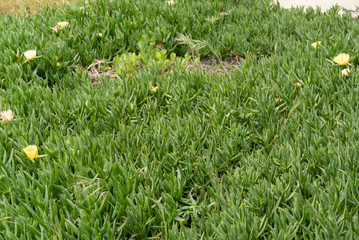 Arroyo Grande Nature