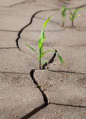 Indian corn on barren soil