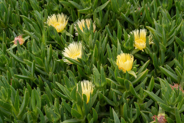 Flowers in Arroyo Grande