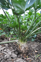 Organic soil grows celery