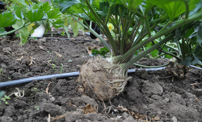 Organic soil grows celery