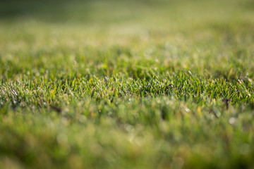 Grass texture