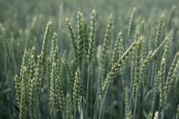 Wheat field on a summer day