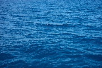 Obraz premium Italy,Cinque Terre,Riomaggiore, a large body of water