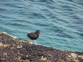 Blackish oystercatcher 2
