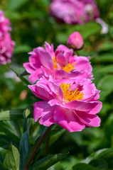 Obraz premium Close up of two magenta pink peonies in full bloom in a garden in a sunny day