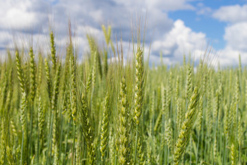 Wheat field with sky and clouds from the perspective