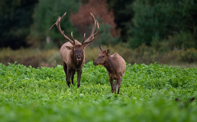 Obraz premium Elk