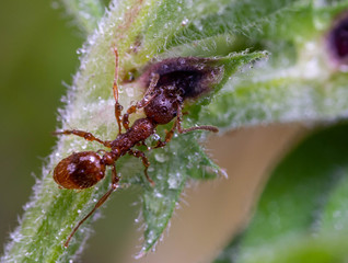Ant