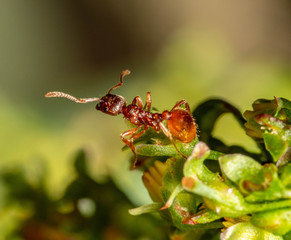 Ant
