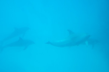 Beautiful dolphins floating under the sea water background