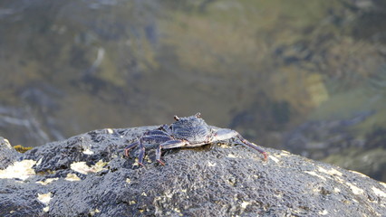 Crab in Maui, Hawaii