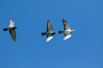 three speed racing pigeon bird flying against clear blue sky
