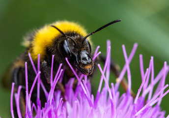 Beautiful bumblebee. Photo taken in Co Louth. ireland
