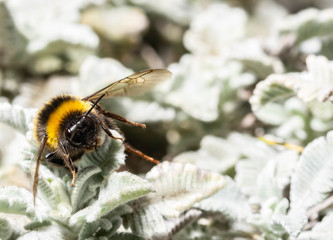 Beautiful bumblebee. Photo taken in Co Louth. ireland