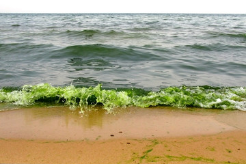 Green water because of algae, you can not swim in the sea. Dirty lake, blooming water.