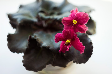 Indoor flower violet - purple flower of violet with yellow stamens close up on blurred background