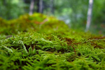 Green moss close-up growing on the ground in the forest, small vegetation.