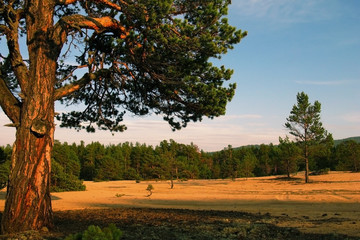 A large branched pine trees growing on the sand. Hot weather and bright sunny day. Nobody.