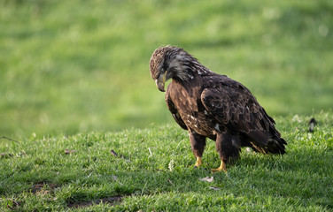 Fototapeta premium Bald Eagle 