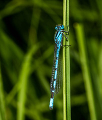 Blue damselfly (Enallagma cyathigerum)