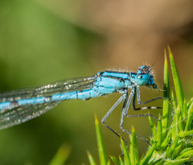 Blue damselfly (Enallagma cyathigerum)