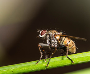 Fly