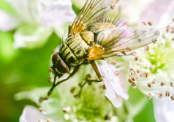 Fly