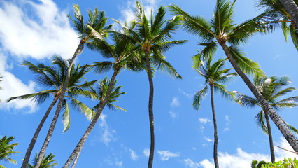 Palm Trees in Maui, Hawaii