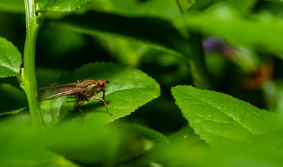 Fly