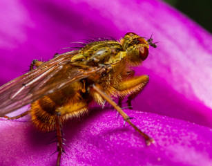 Fly