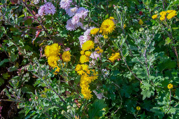 Цветы дубки