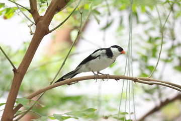 White bird in garden